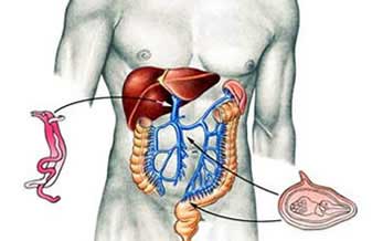 Dr. Francisco Tavares de Alexandria - Foto 1
