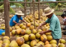 indústria de beneficiamento de coco