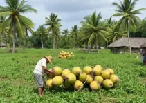 indústria de coco no Ceará