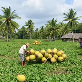 indústria de coco no Ceará