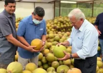 indústria de beneficiamento de coco