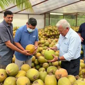 indústria de beneficiamento de coco
